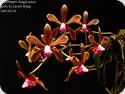 Phal. honghenensis